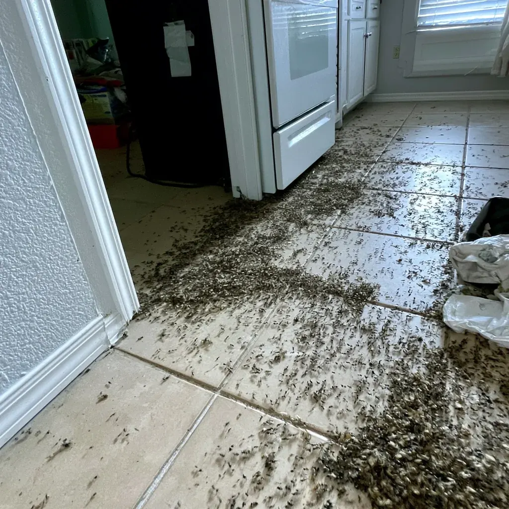 Rodent Droppings rodent control service in Kenosha, WI